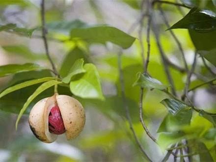 T/CFNA 6105-2022 肉豆蔻(衣)