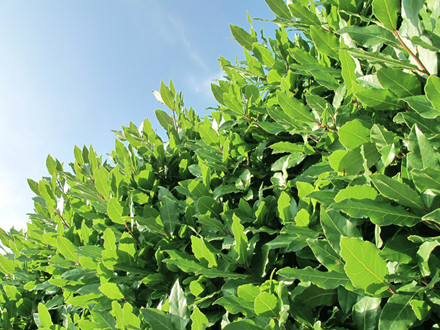 T/CFNA 6104-2022 月桂葉(香葉)