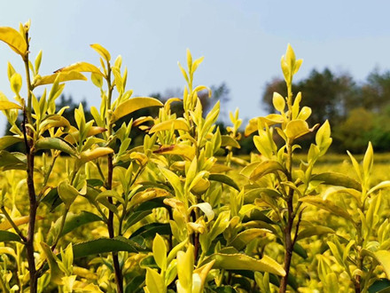 T/TTSPHYXH 009-2022 天臺黃茶朵形綠茶機(jī)械加工技術(shù)規(guī)程