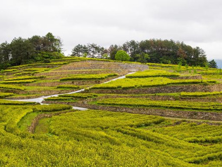 T/TTXSPHYXH 010-2022 天臺黃茶實(shí)物標(biāo)準(zhǔn)樣制作規(guī)程